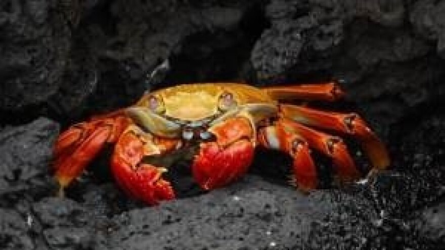 Horoskop - Rak (21.06. - 22.07.)