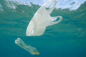 Plastika i u novootkrivenoj vrsti rakova!
