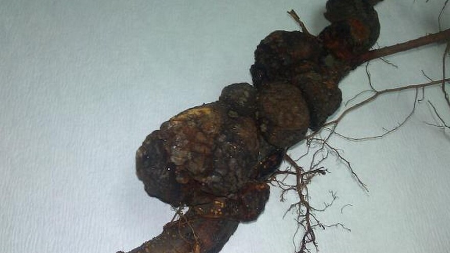 Rak korena na sadnicama voća