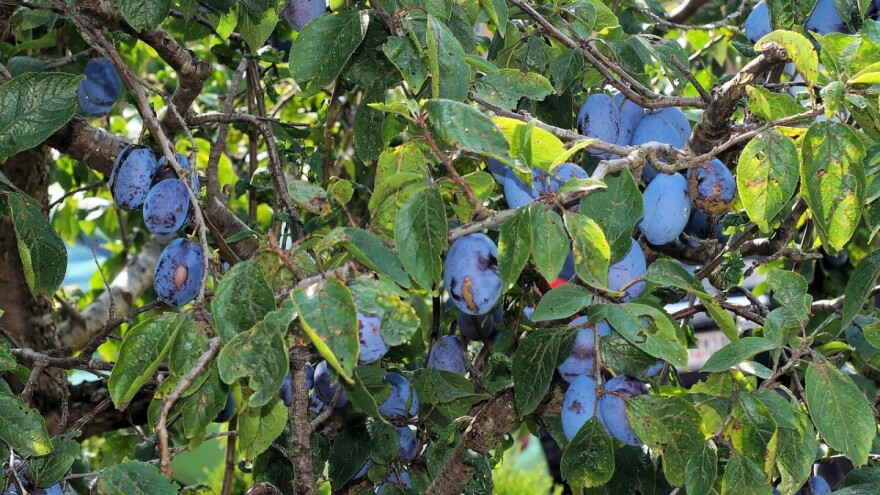 Rak korijena na sadnicama voća