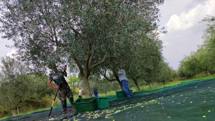 Kada berba tresačima može izazvati rak maslina?