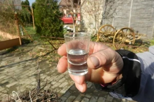 Požegača - nezamenljiva sorta za dobru šljivovicu
