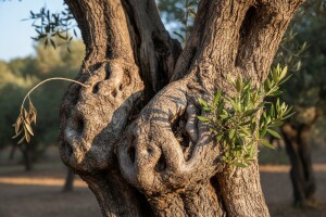 Rakovina prijeti maslinicima!