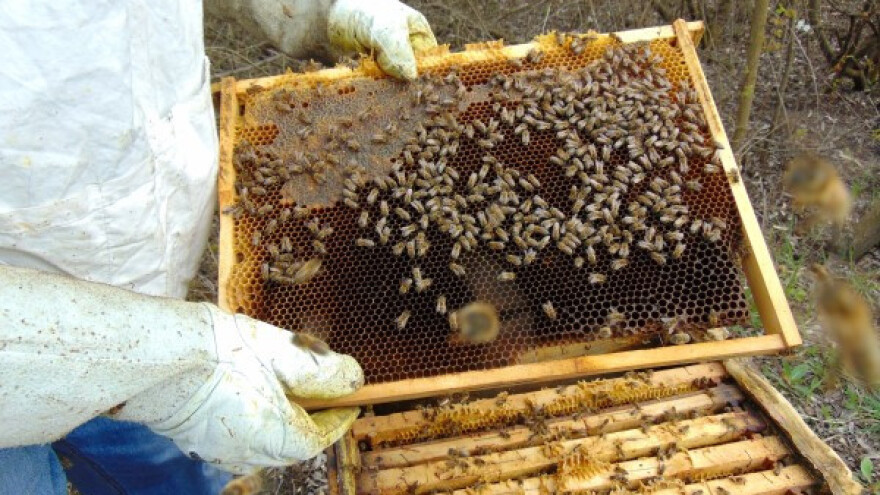 Srpski pčelari veoma aktivni