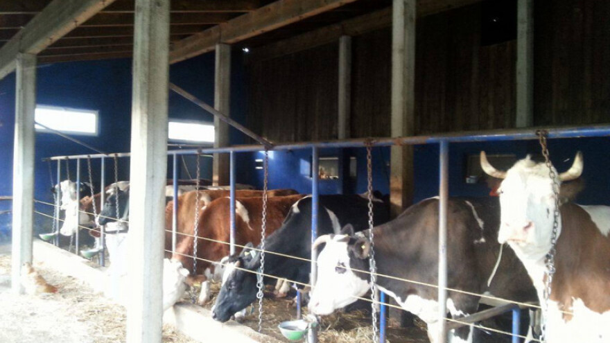 Mljekarstvo najugroženija djelatnost u BiH