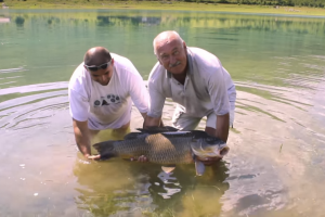 Ulovili šarana kapitalca od 28,4 kg!