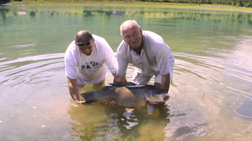 Ulovili šarana kapitalca od 28,4 kg!