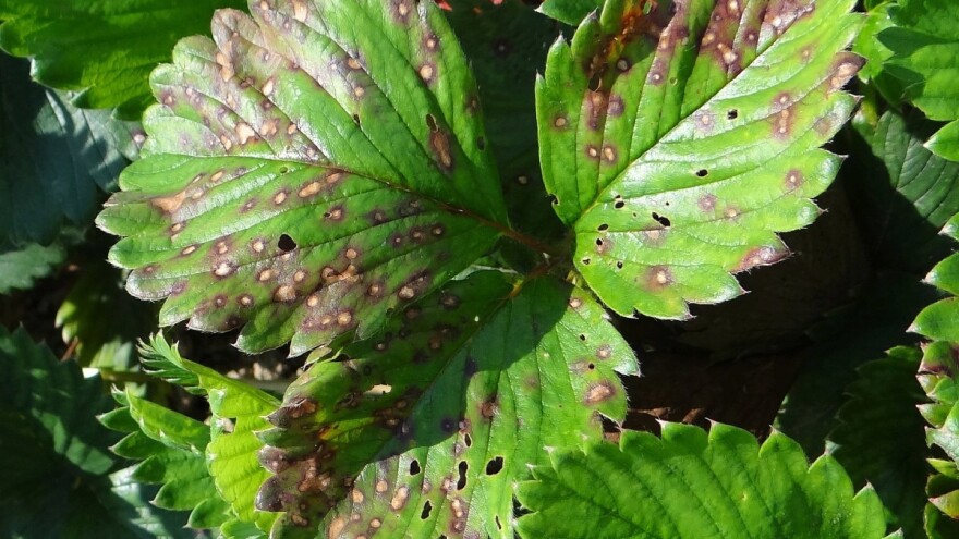 Šta kada se pojavi pjegavost lista jagode ili pepelnica?