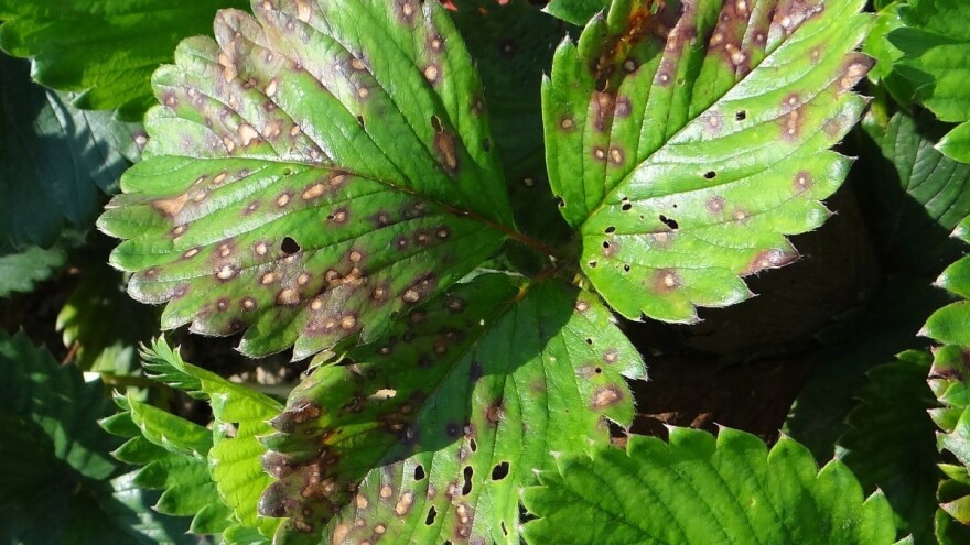 Bolesti jagoda: Polietilenskim folijama kao efikasnom preventivom