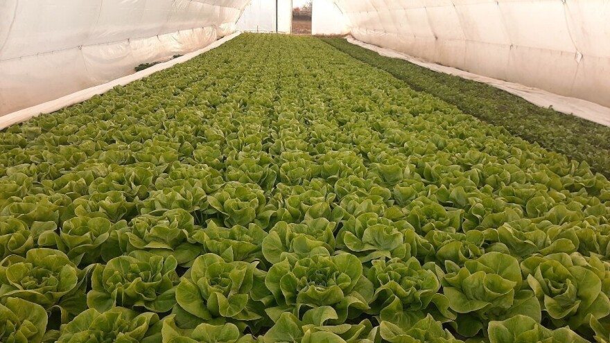 Primjenom plodoreda nestat će veliki broj bolesti, štetočina i korova u povrću