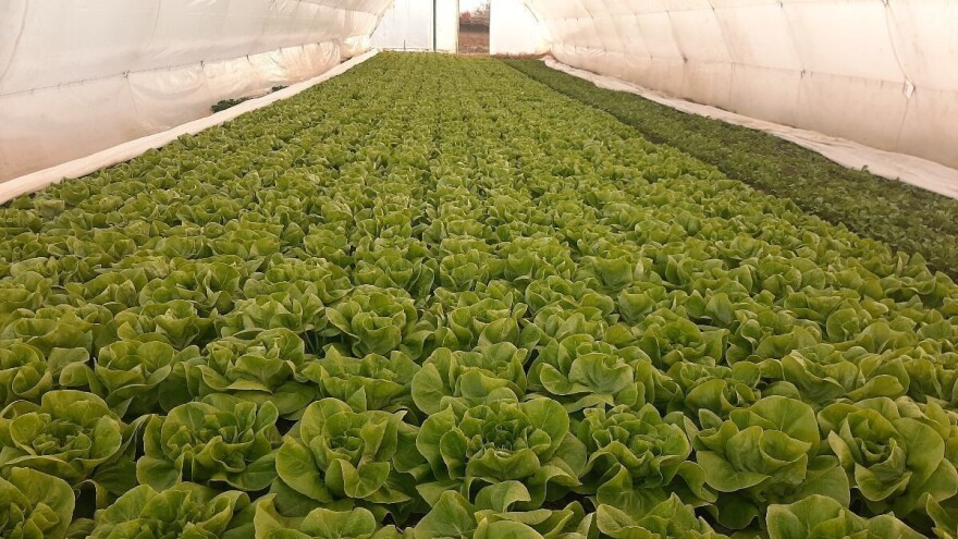 Primenom plodoreda protiv bolesti, štetočina i korova u povrću