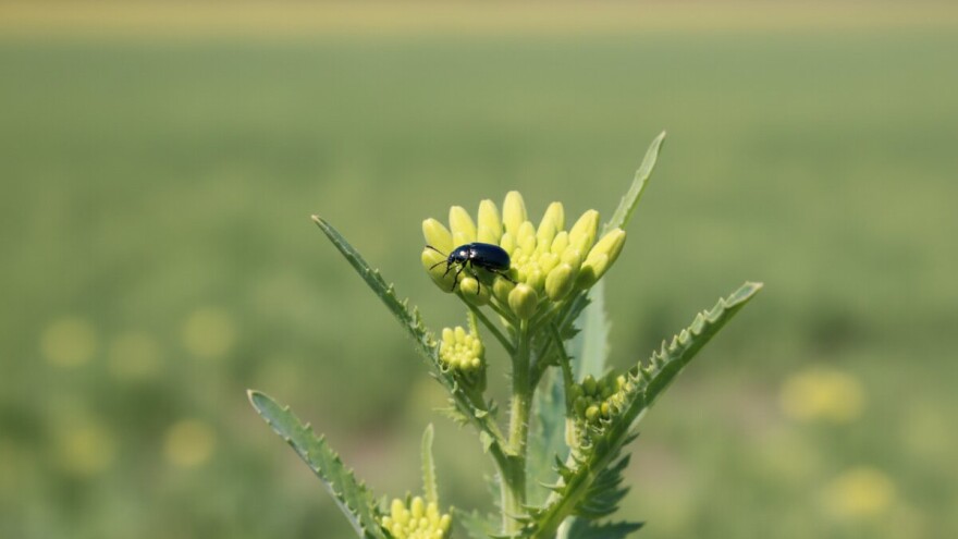 Rana proljetna zaštita uljane repice