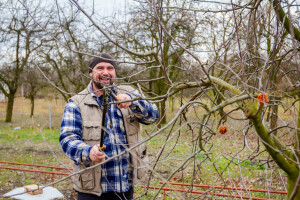 Kako spriječiti posljedice preranog kretanja vegetacije voćaka?