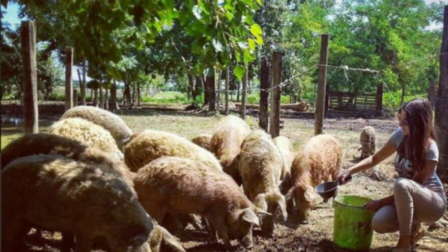 Eko uzgoj mangulice - svinje bez kolesterola