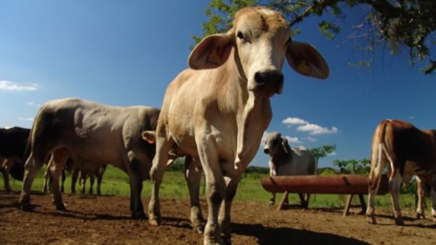 Unatoč krizi, proizvodnja mlijeka ima perspektivu