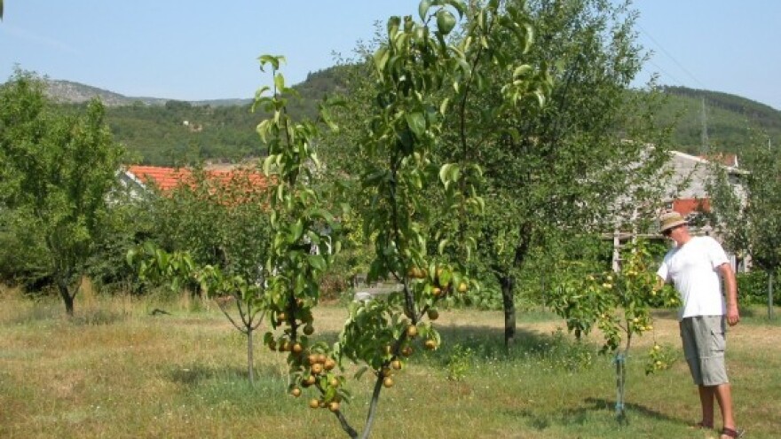 Unatoč ekstremnim uvjetima - bademi uspijevaju!