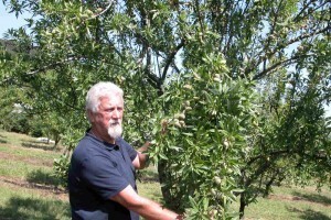 Plantaža badema koja odolijeva svim neprilikama!