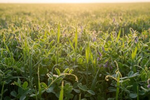 Rane jare smjese mahunarki i žitarica