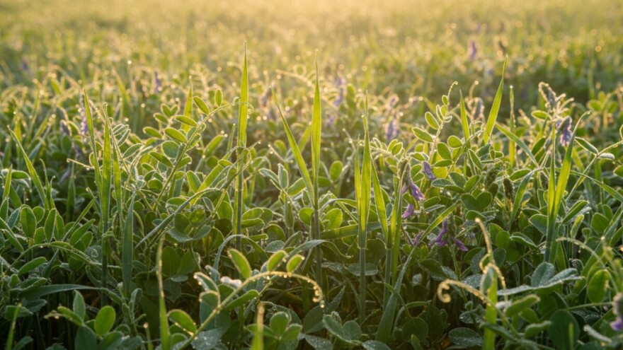 Rane jare smjese mahunarki i žitarica