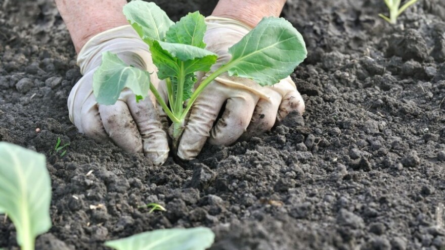 Zaštitite kupusnjače od nametnika i korova!