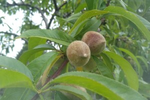 Od sutra nas očekuju lokalni pljuskovi sa grmljavinom