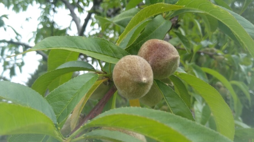 Od sutra nas očekuju lokalni pljuskovi sa grmljavinom