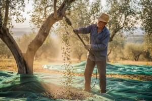 Ranija berba maslina - puno posla za kap "zlata"