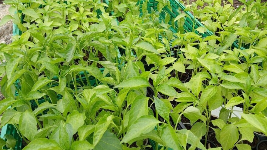 Sve manje kupaca rasada na pijacama, a koje su cene?