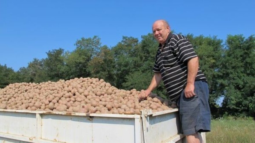 Dobra zarada i budućnost u krumpiru!