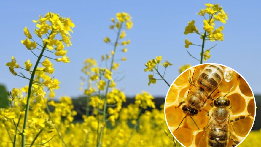 Uljana repica - važan usev za pčelinju pašu