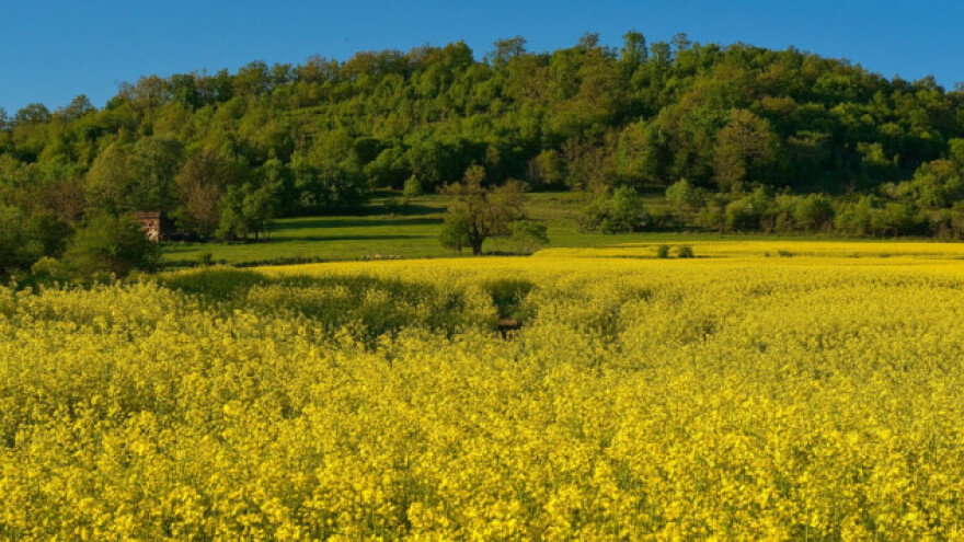 Svetski pregled: uljana repica i soja