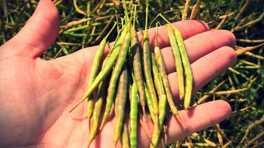 Prinosi DEKALB hibrida uljane repice do 4 tone po hektaru