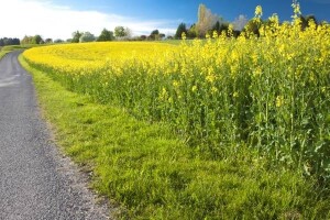 Tenzije u Iraku uzokovale porast cijena biljnog ulja
