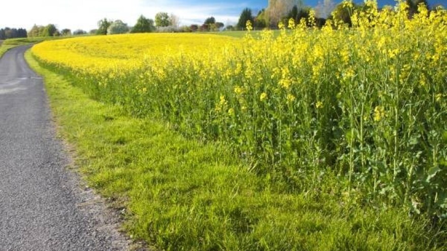 Tenzije u Iraku uzokovale porast cijena biljnog ulja
