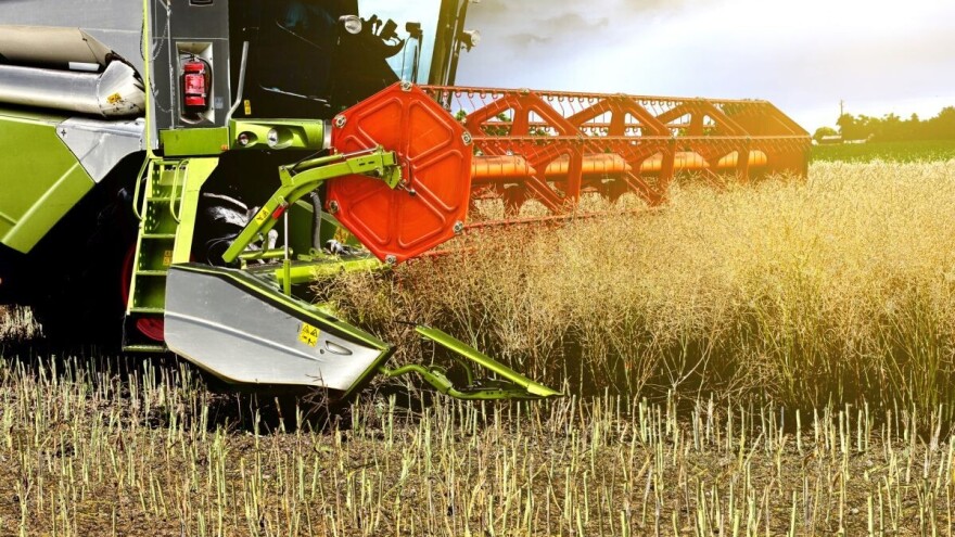 Visoke temperature ubrzale i žetvu uljane repice, prinosi prosječni