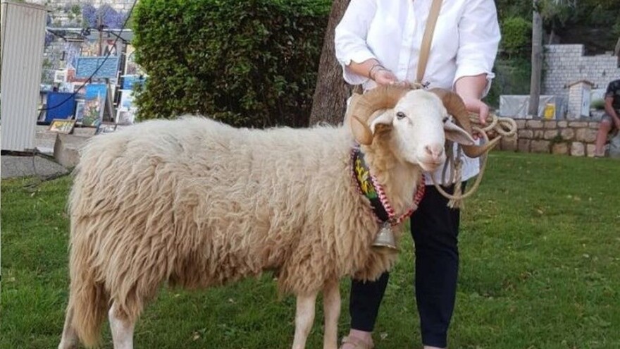 17. izložba rapske ovce: predstavit će se devet kolekcija rapske ovce