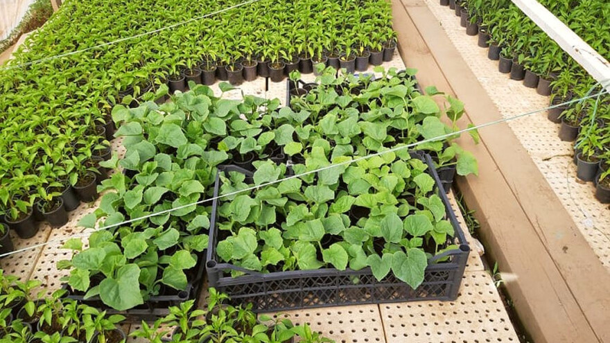 Pažljivo prilikom kaljenja rasada - važni saveti prilikom zalivanja