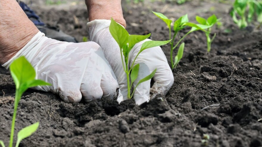 Šta posejati posle zelene salate, krompira ili graška u letnjoj setvi?