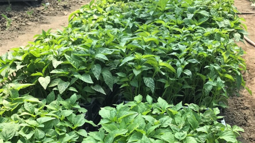 Kovač: Imaju sve vrste biljaka iz rasada - samo čekaju kupce