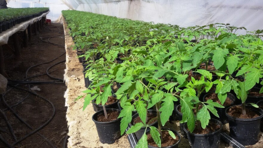 Prevencija od štetočina pre pripreme rasada paradajza - opasnost od tute