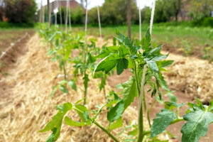 Sadite rajčicu na gredici uz konopac - kao u plasteniku