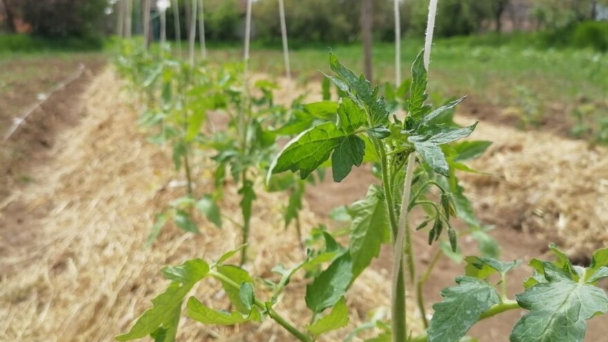 Rasađujete paradajz? Na banku uz kanap?