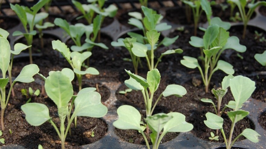 Zaštitite rasad kupusnjača od bolesti
