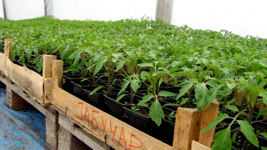 Kako se kreću cene rasada povrća?