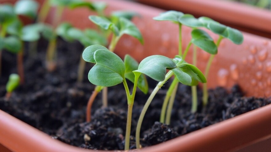 Spriječite polijeganje presadnica
