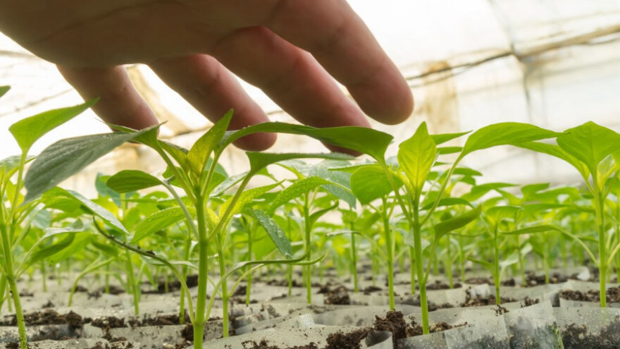 Preventivne mjere za zdravlje rasada povrća