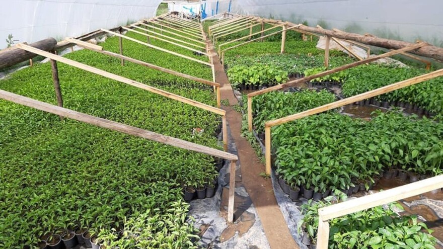 Top sedam saveta za uzgoj i održavanje zdravog rasada povrća