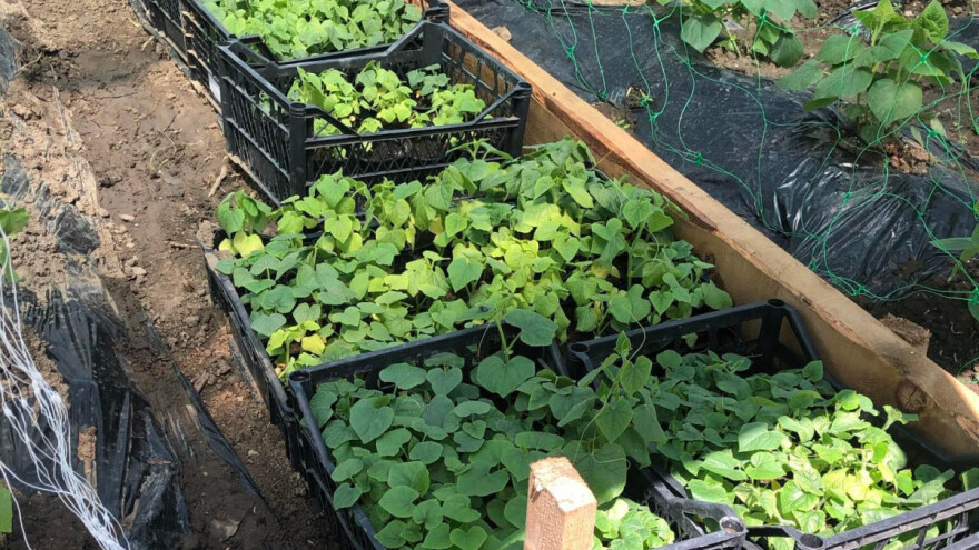 Batat iz presadnica - sadnja na otvorenom u svibnju