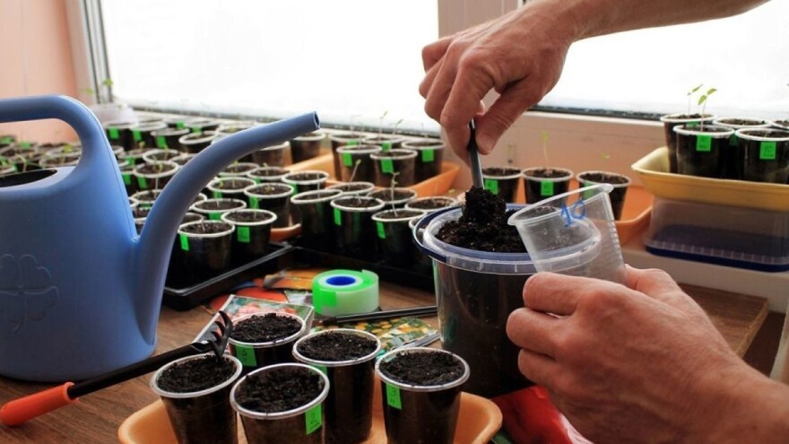 Počnite sa pripremom rasada za sadnju na stalno mesto