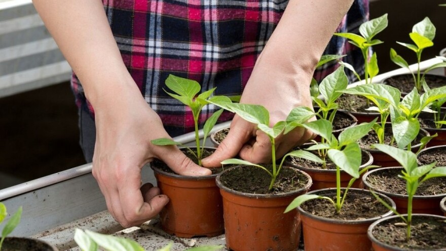 Za dobar imunitet presadnica obratiti pažnju na način i učestalost zalijevanja